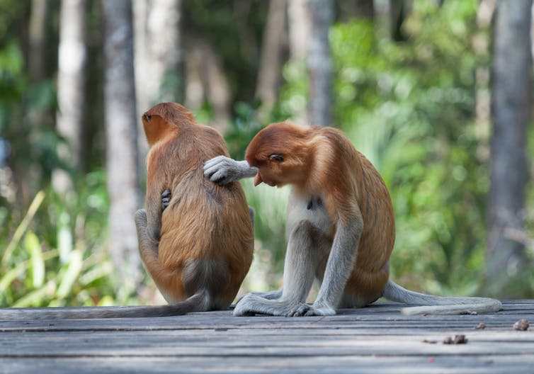 Monkeys grooming